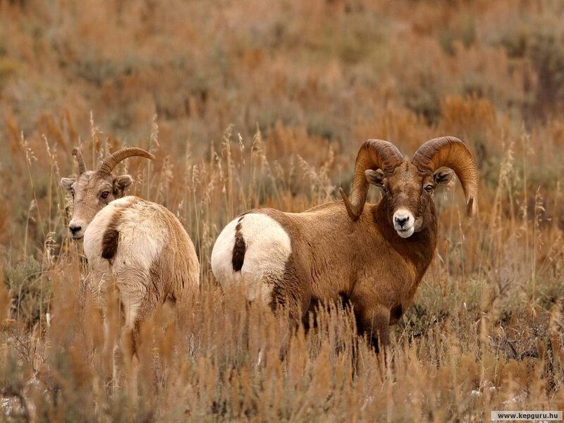 Bighorn Sheep in Field — Brown
