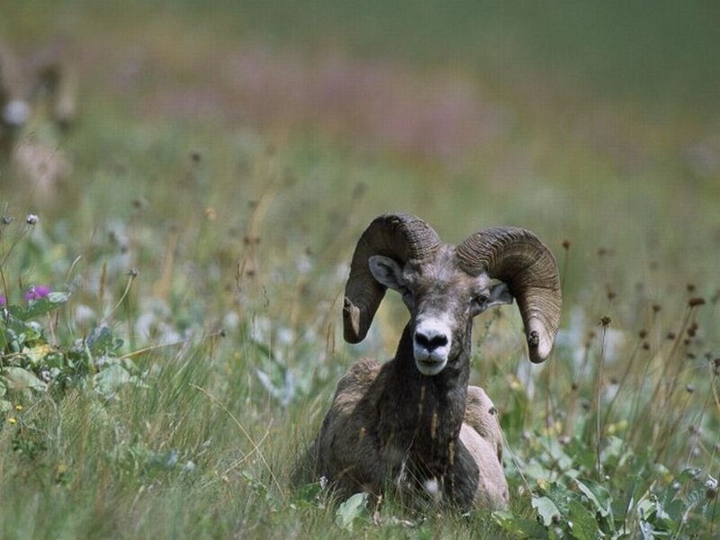 Bighorn Sheep in Field