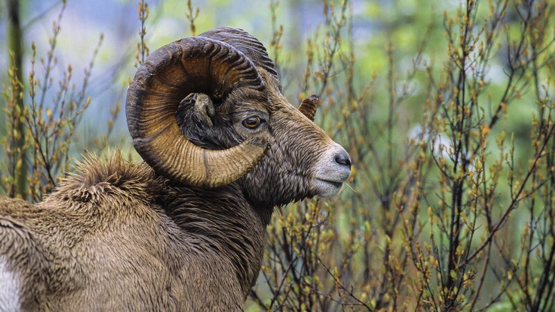 Bighorn sheep in forest