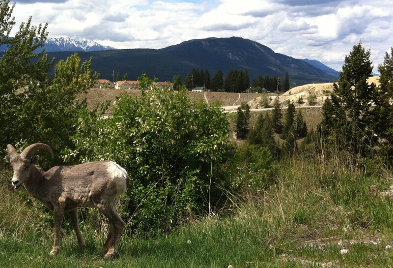 Bighorn Sheep in Grass