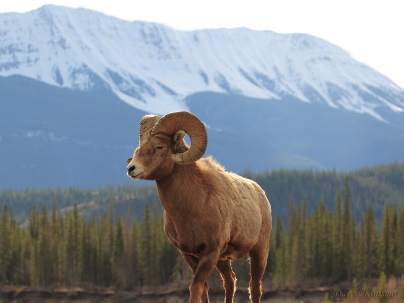 Bighorn sheep in mountain landscape