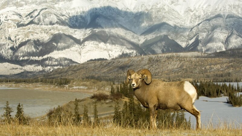 Bighorn sheep in mountain landscape