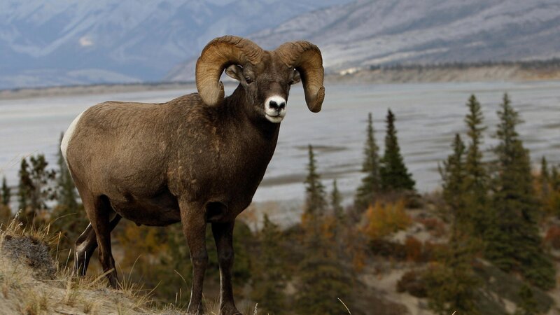 Bighorn sheep in mountain landscape