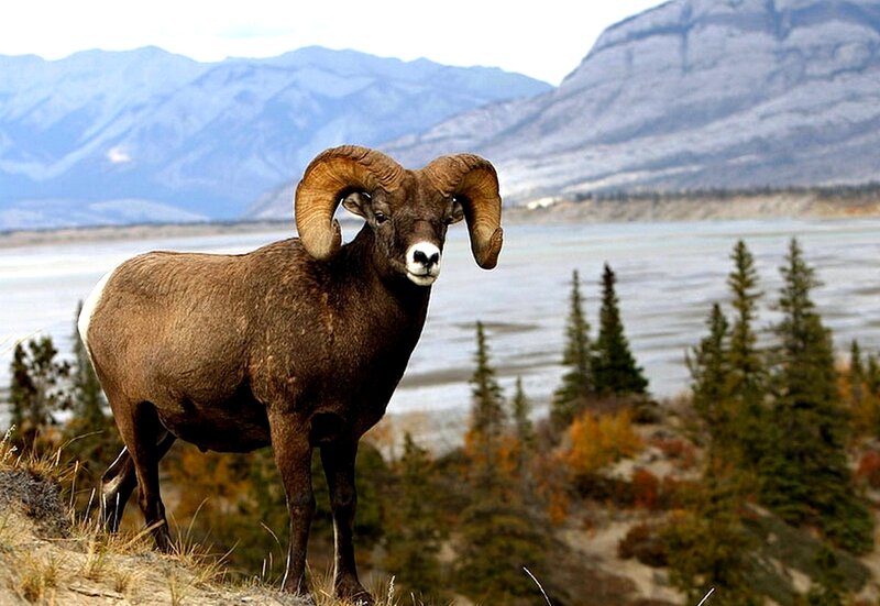 Bighorn sheep in mountain landscape