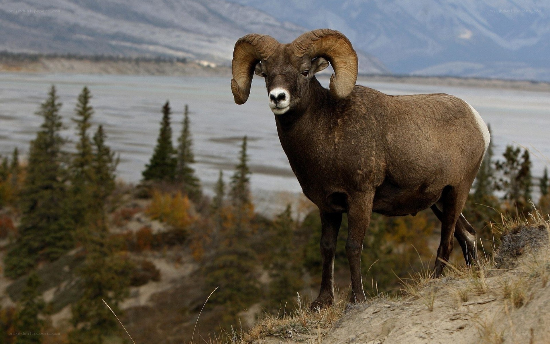 Bighorn sheep in mountain landscape