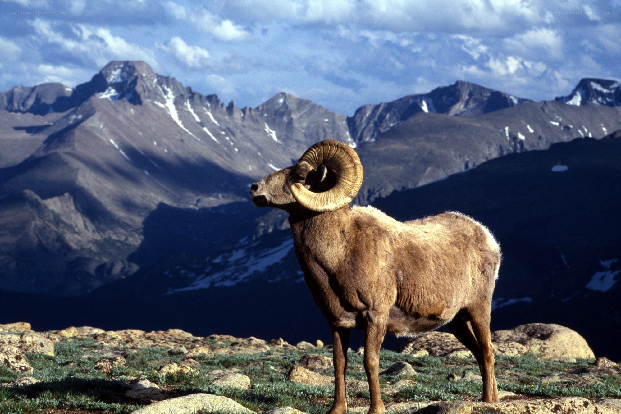 Bighorn sheep in mountains