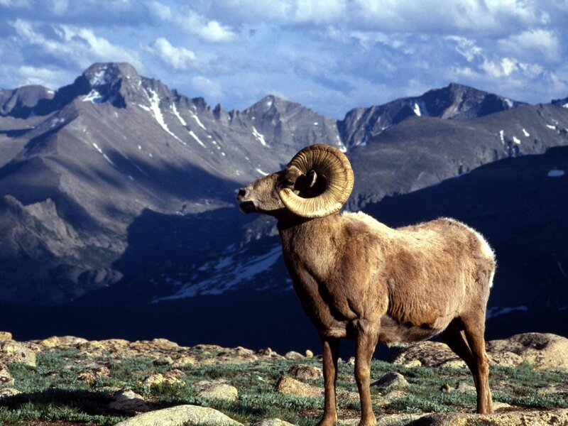 Bighorn Sheep in Mountains — Brown
