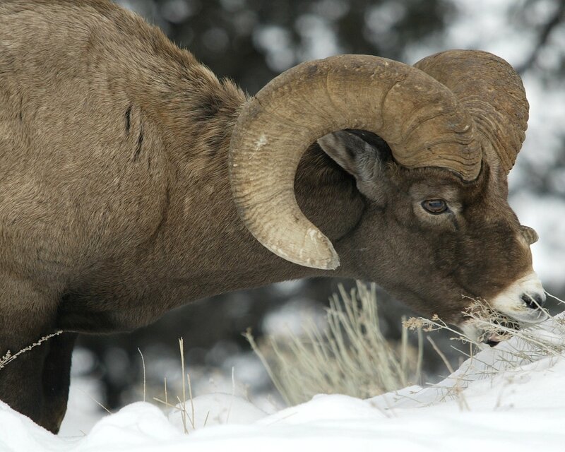 Bighorn sheep in snow