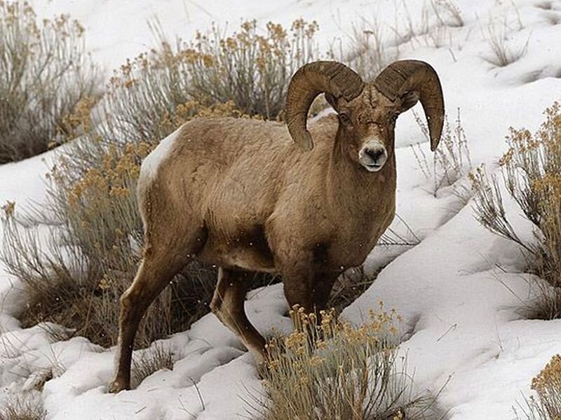 Bighorn Sheep in Snow — Brown, Calm