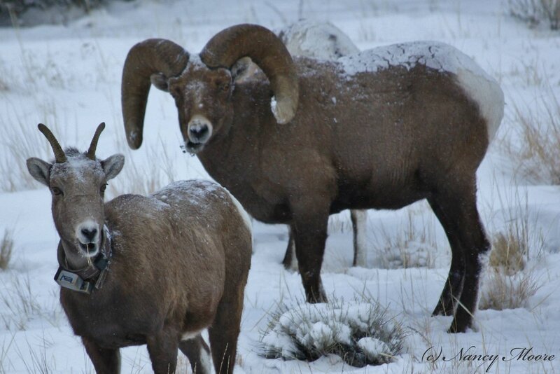 Bighorn Sheep in Snow — Brown, Cold