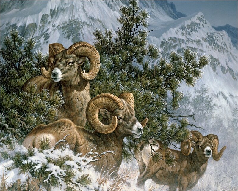 Bighorn Sheep in Snow — Brown