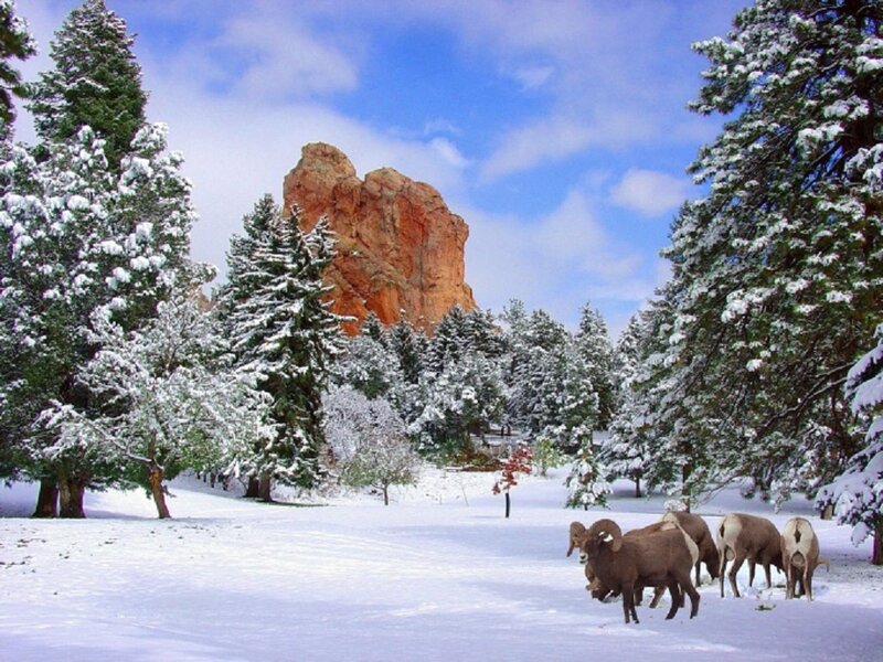 Bighorn Sheep in Snow — White