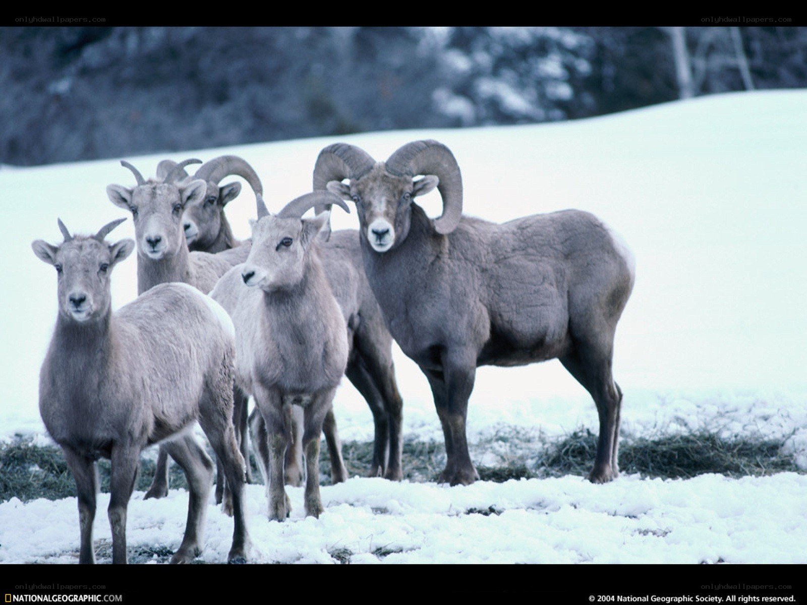 Bighorn sheep in snow