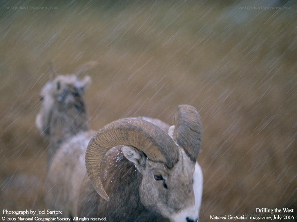 Bighorn sheep in snowstorm