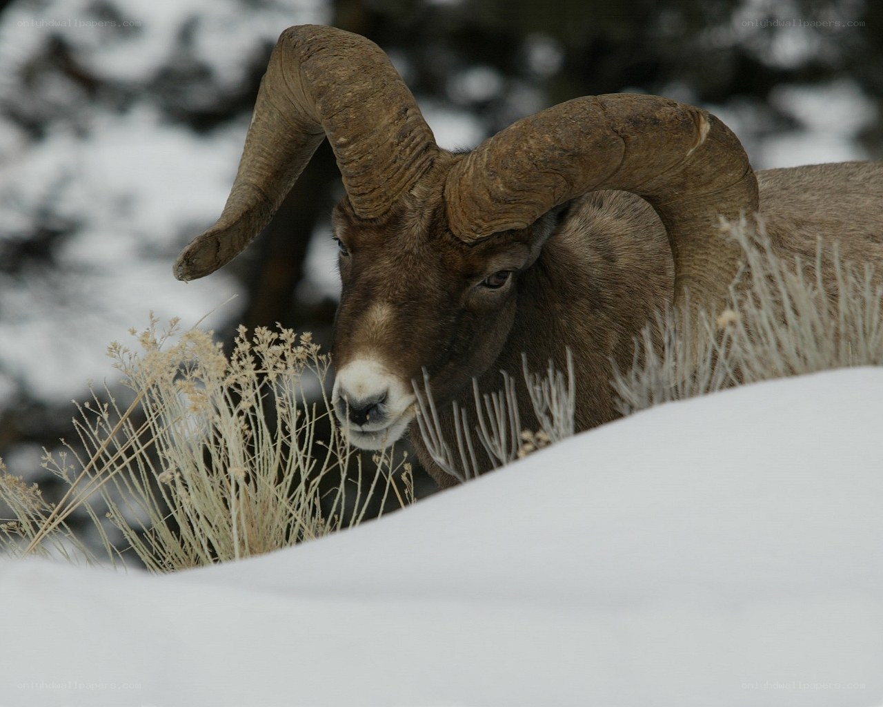 Bighorn sheep in snowy landscape