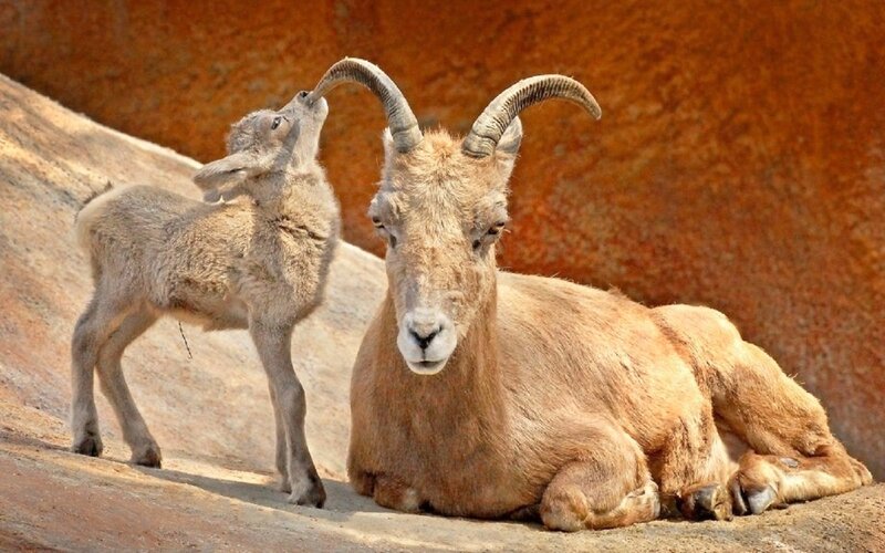 Bighorn Sheep Lamb