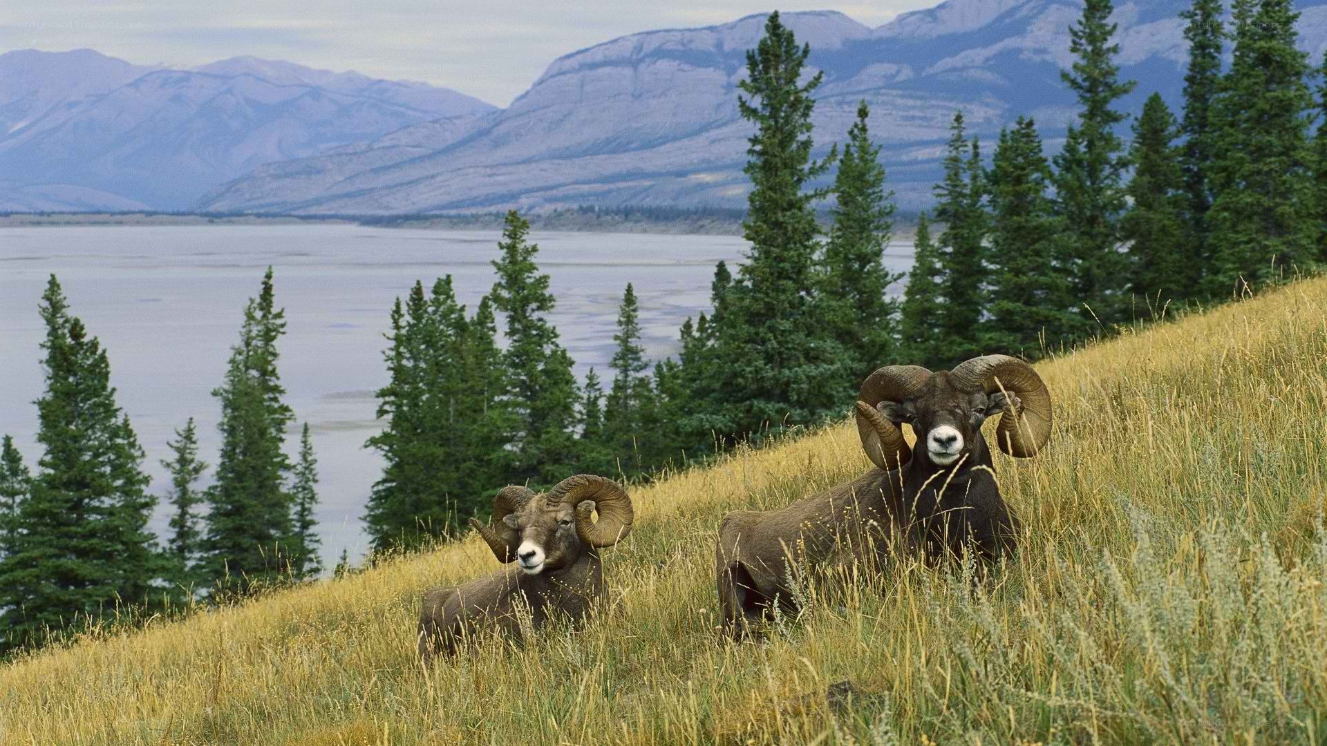 Bighorn sheep on a hillside