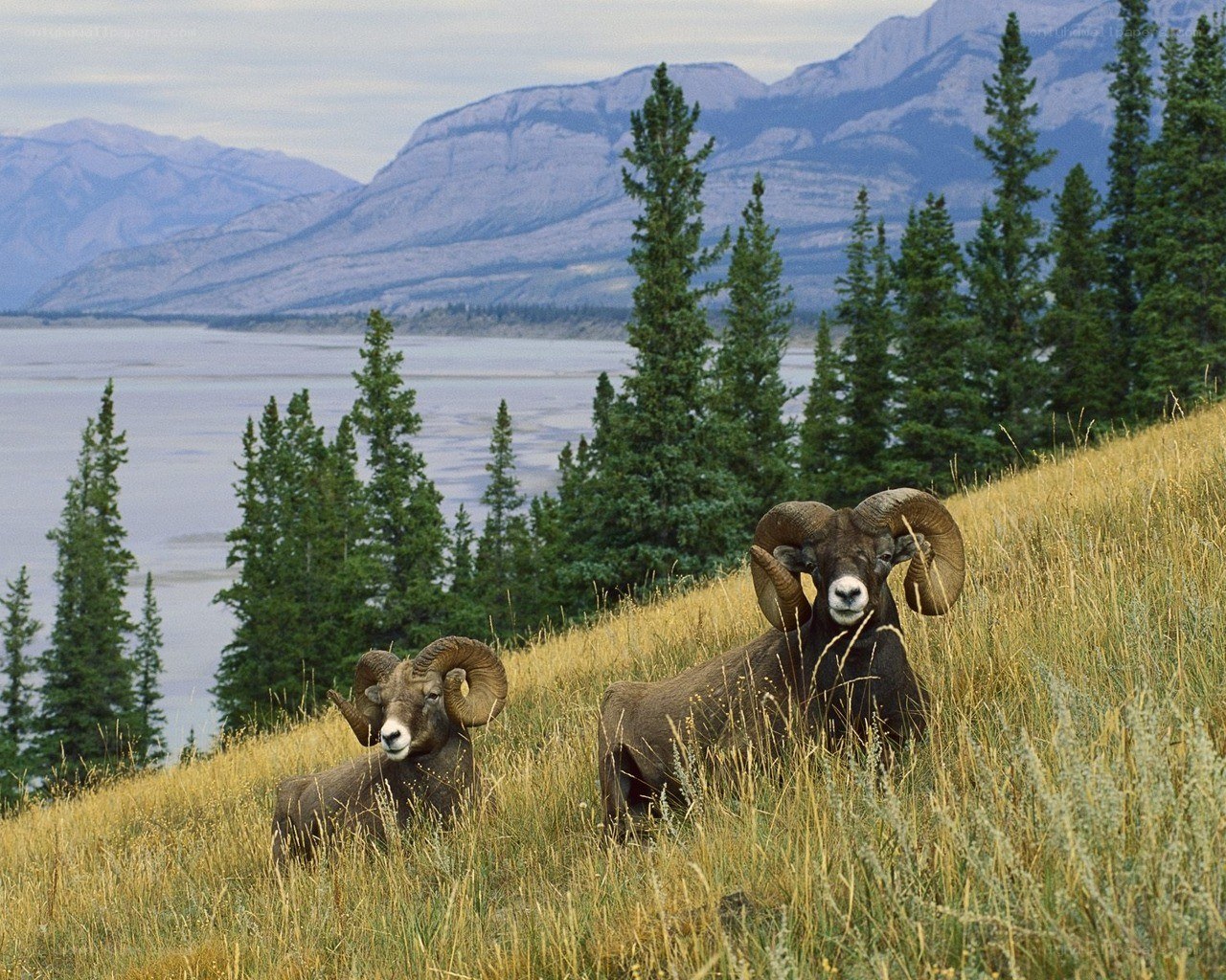 Bighorn sheep on a hillside