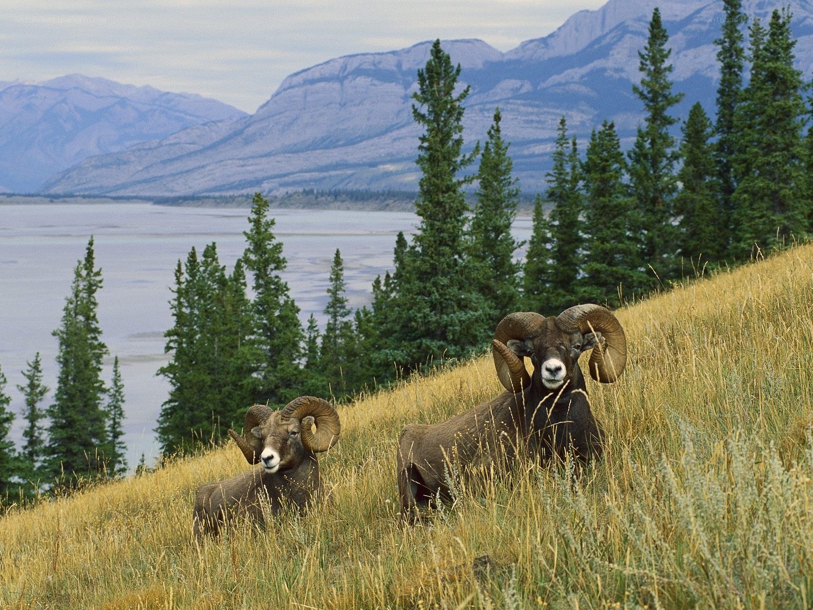 Bighorn sheep on a hillside