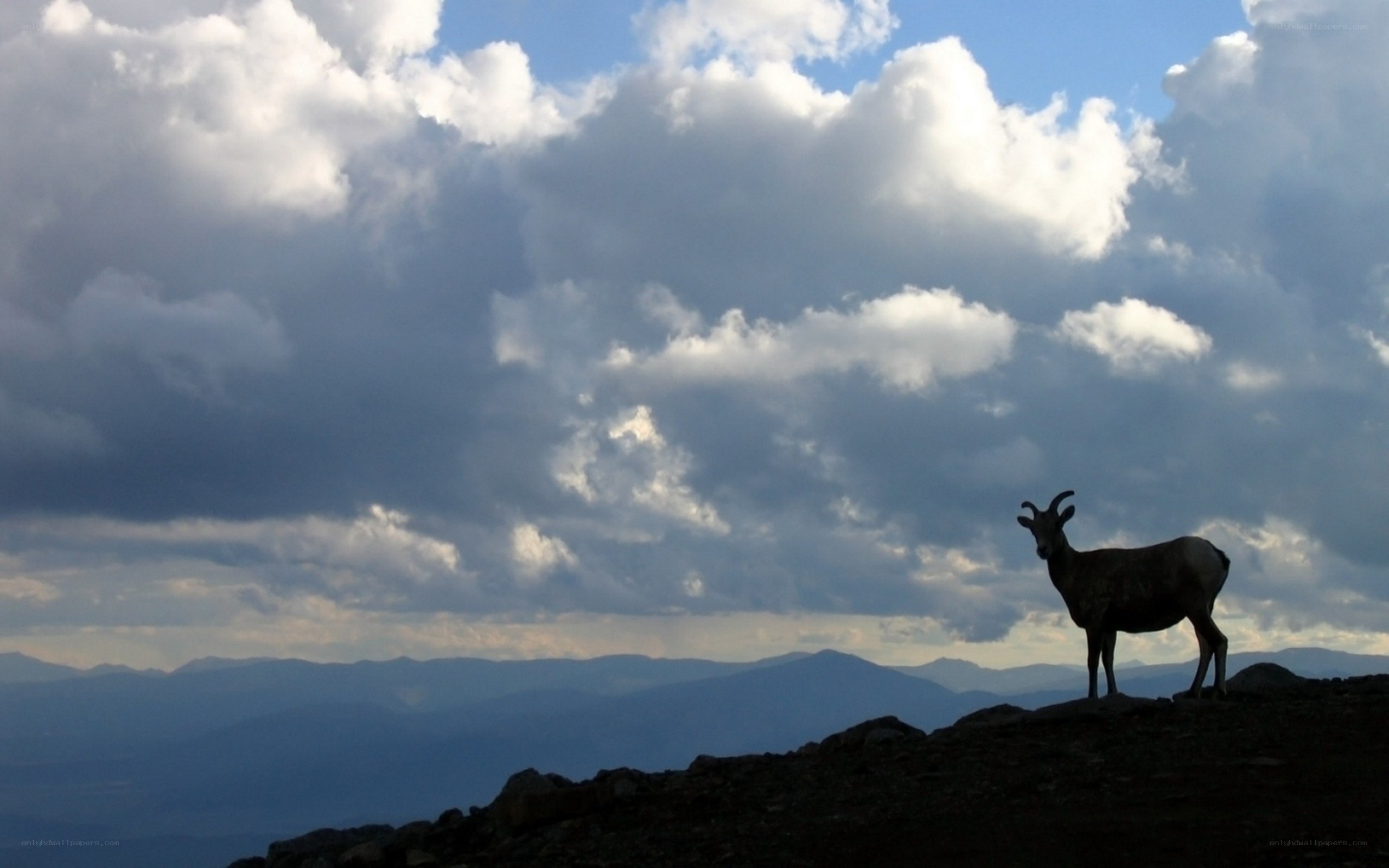 Bighorn sheep on a mountain
