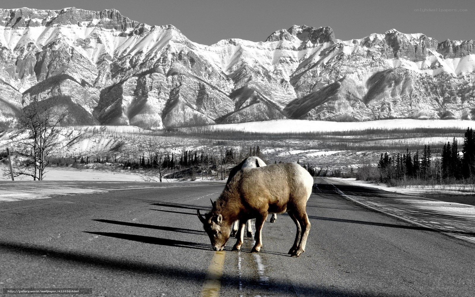 Bighorn sheep on a road