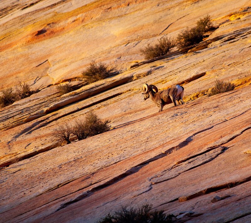 Bighorn sheep on a rocky slope