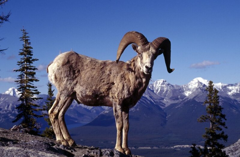 Bighorn Sheep on Cliff