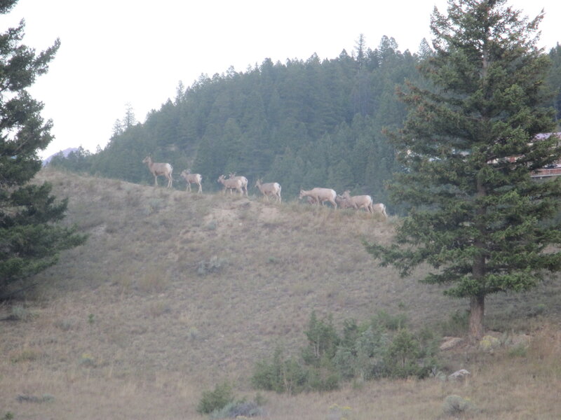 Bighorn Sheep on Hillside — Green, Calm