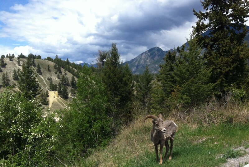 Bighorn Sheep on Hillside — Green, Dramatic