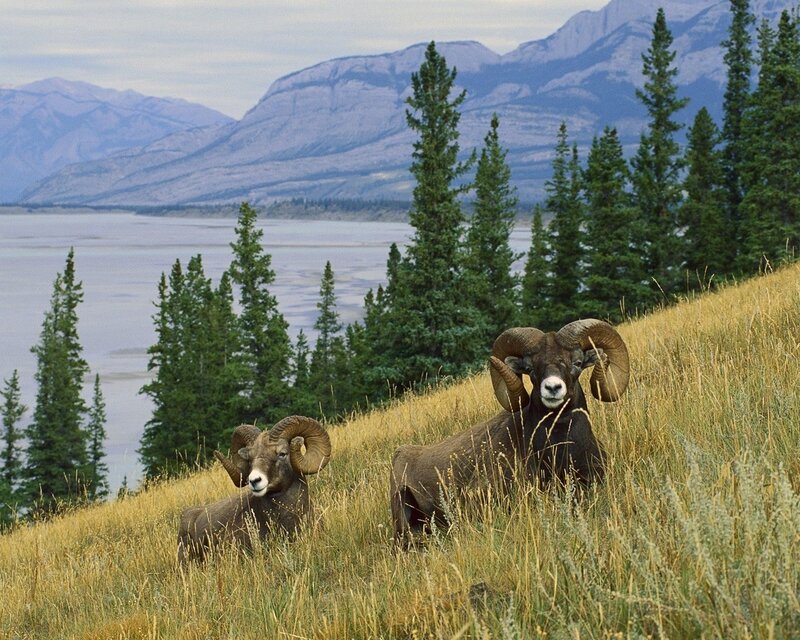 Bighorn Sheep on Hillside — Green, Serene, Afternoon, Photograph