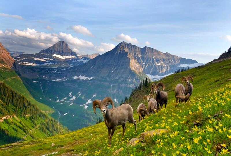 Bighorn Sheep on Hillside
