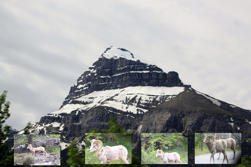 Bighorn Sheep on Mountain