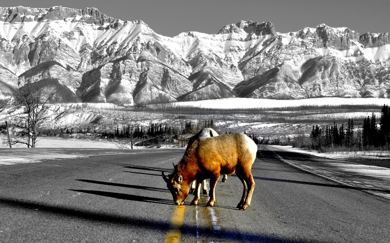 Bighorn Sheep on Road — Brown