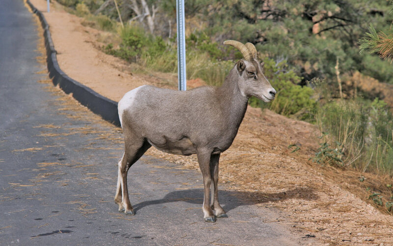 Bighorn Sheep on Road — Gray, Calm