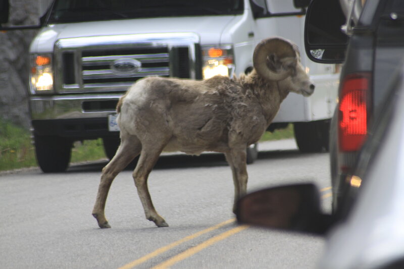Bighorn Sheep on Road — Gray