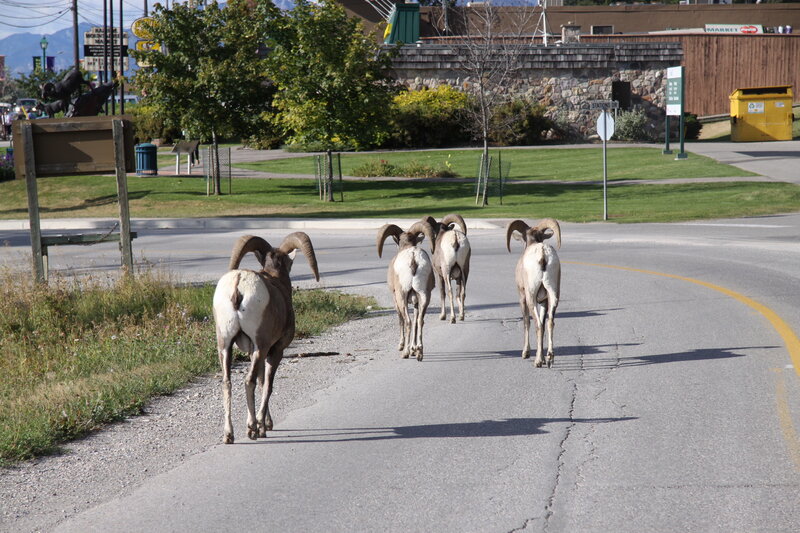 Bighorn Sheep on Road
