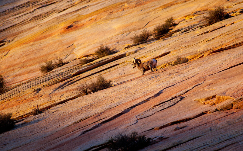Bighorn Sheep on Rock — Orange