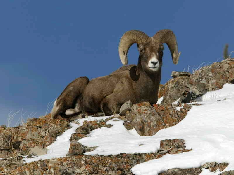 Bighorn Sheep on Rock