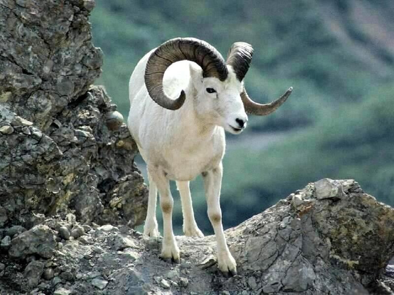 Bighorn Sheep on Rock — White