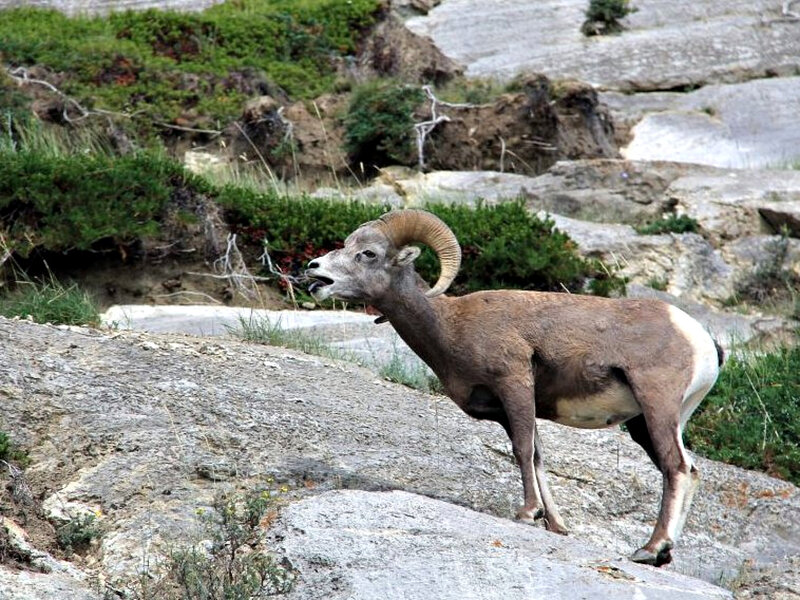 Bighorn Sheep on Rocks