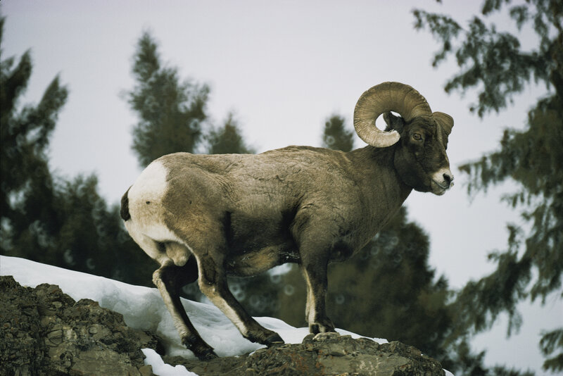 Bighorn sheep on snowy rocks