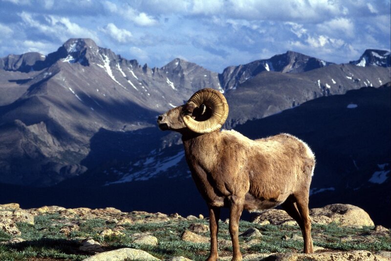 Bighorn Sheep Ram — Brown, Dramatic, Afternoon, Photograph