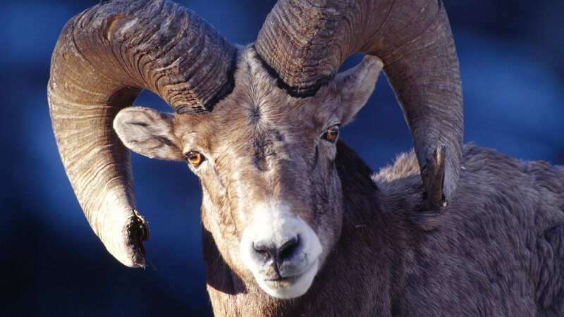 Bighorn Sheep Ram — Brown, Dramatic