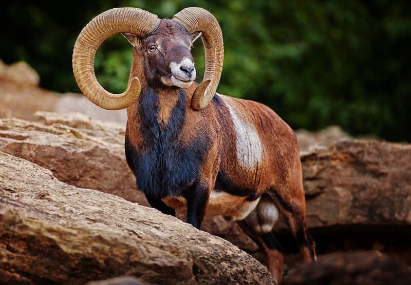 Bighorn Sheep Ram — Brown, Natural, Photograph
