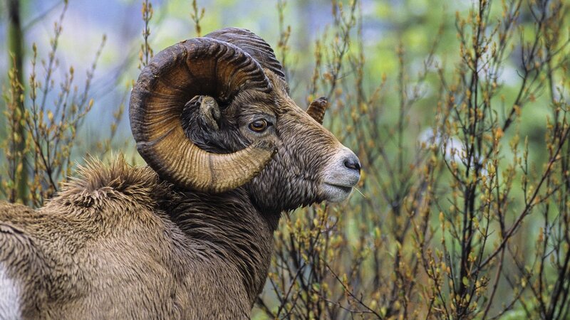 Bighorn Sheep Ram — Brown, Natural, Spring