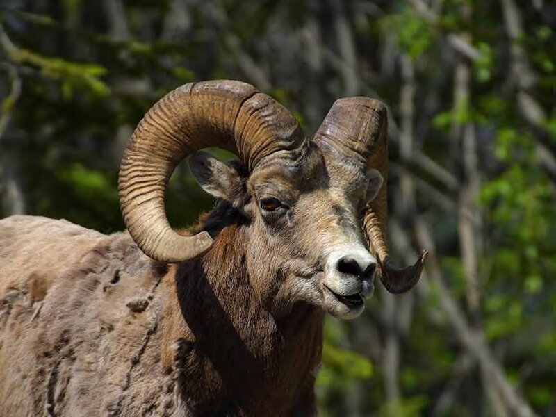 Bighorn Sheep Ram — Brown, Natural