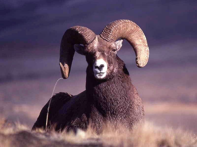 Bighorn Sheep Ram — Brown