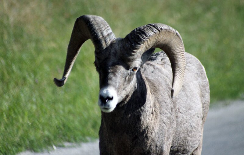 Bighorn Sheep Ram — Gray