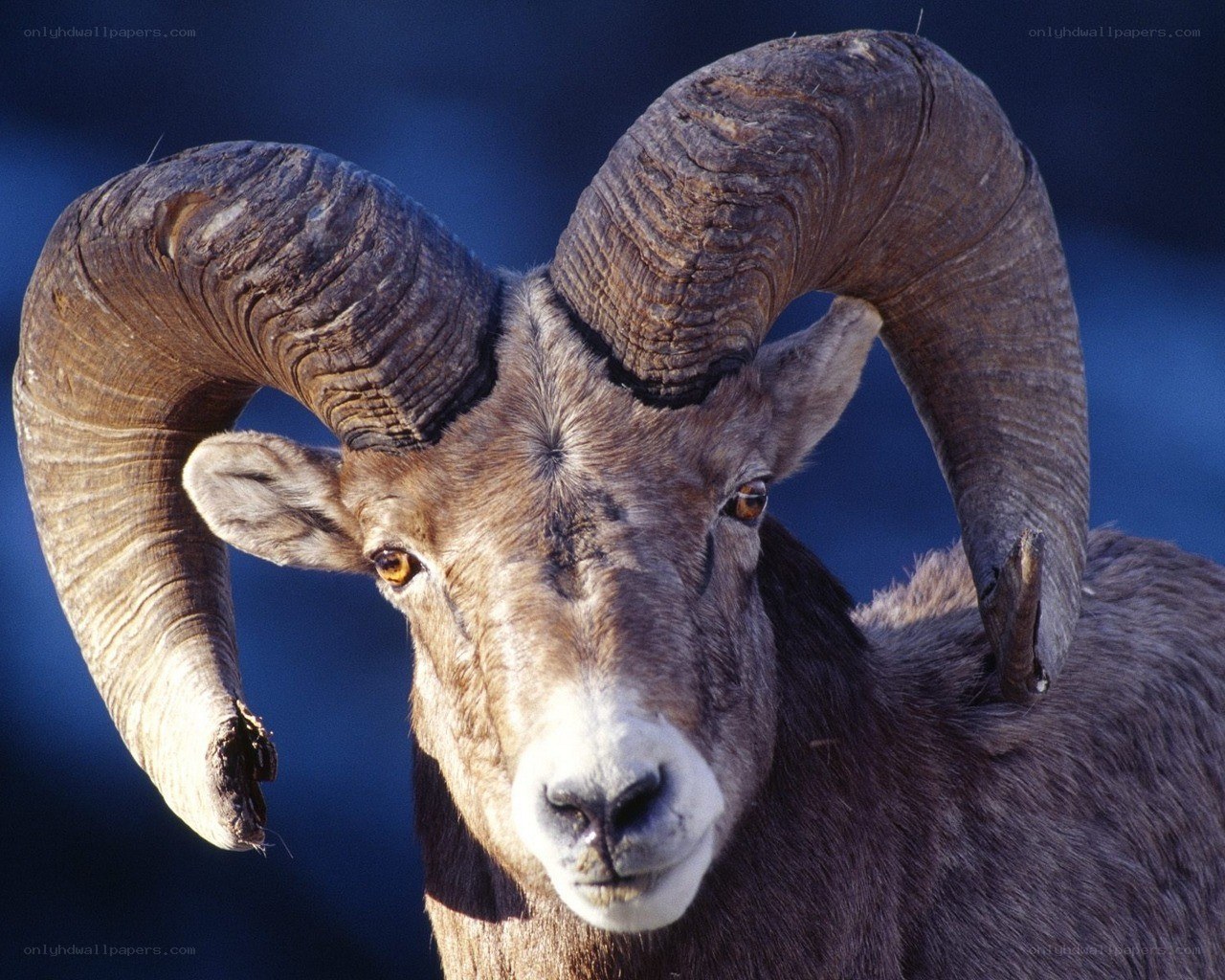 Bighorn sheep ram portrait