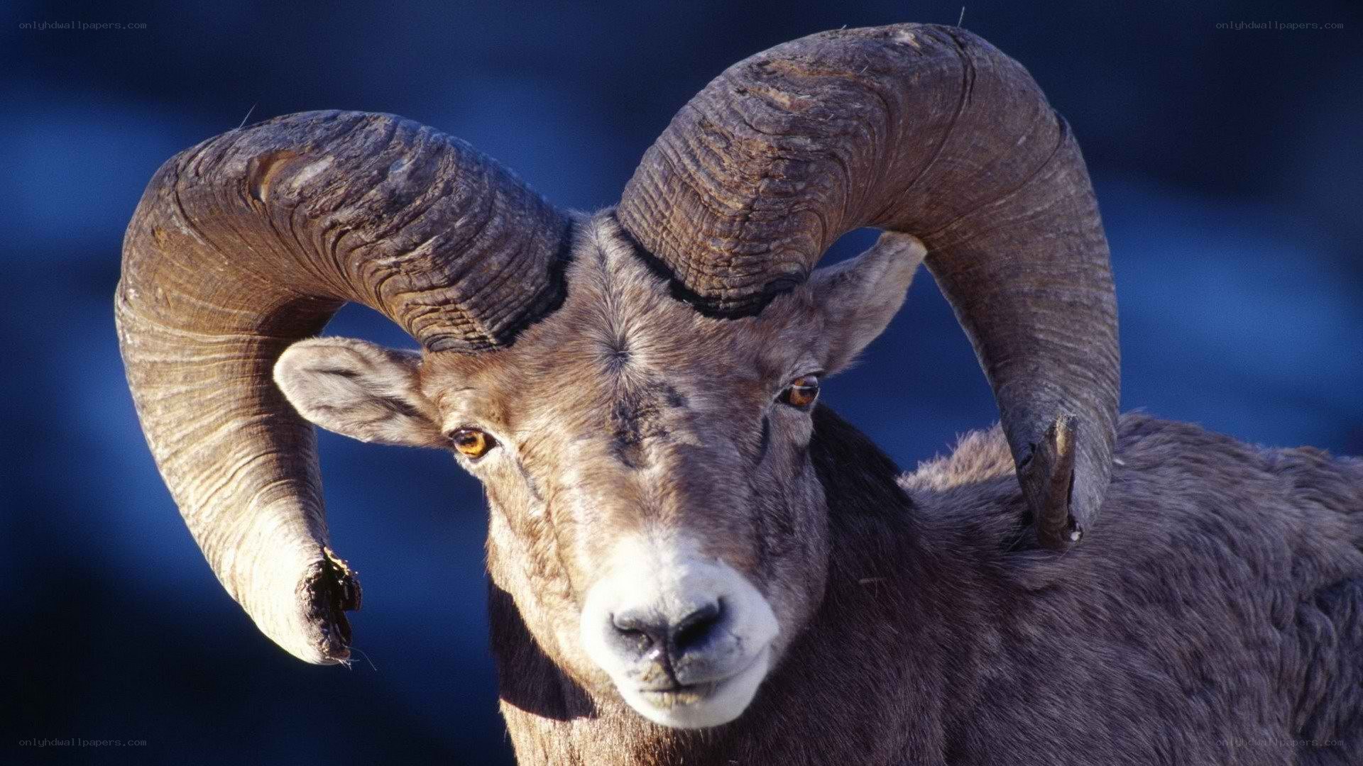 Bighorn sheep ram portrait